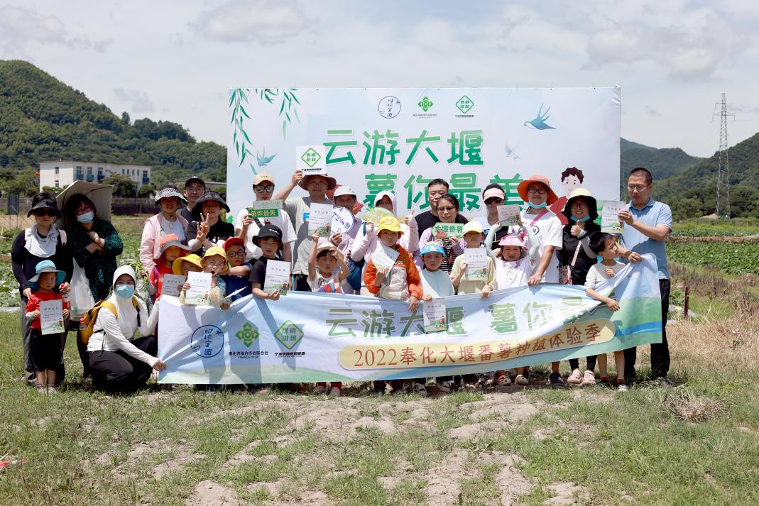 认领一块田，大堰迎来“番薯小主人”