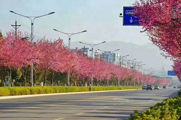 华彩三农.粉黛樱:”点亮城市色彩，风景与艺术的融合！